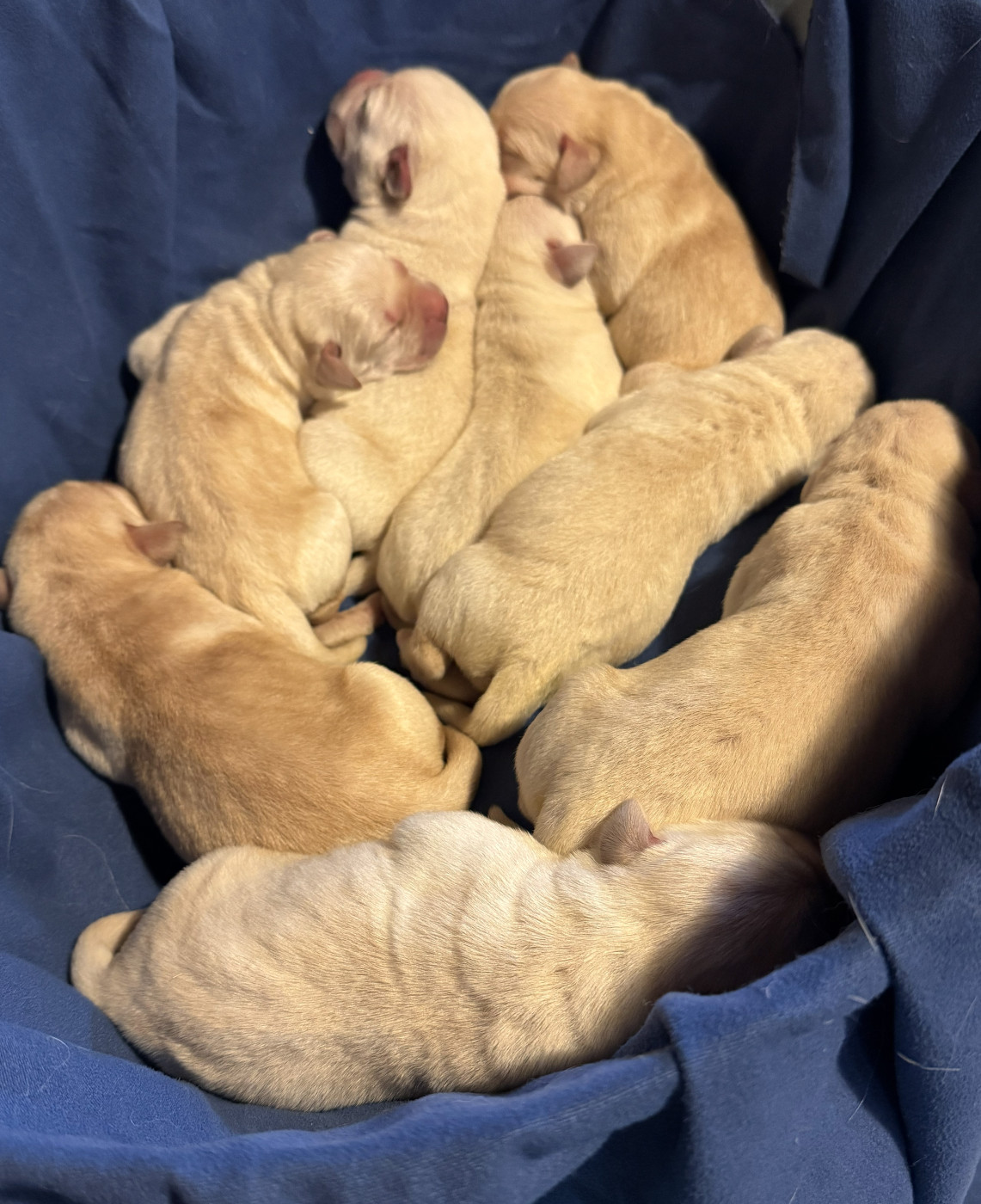 Chiot Labrador Retriever Des Etangs De Puisaye