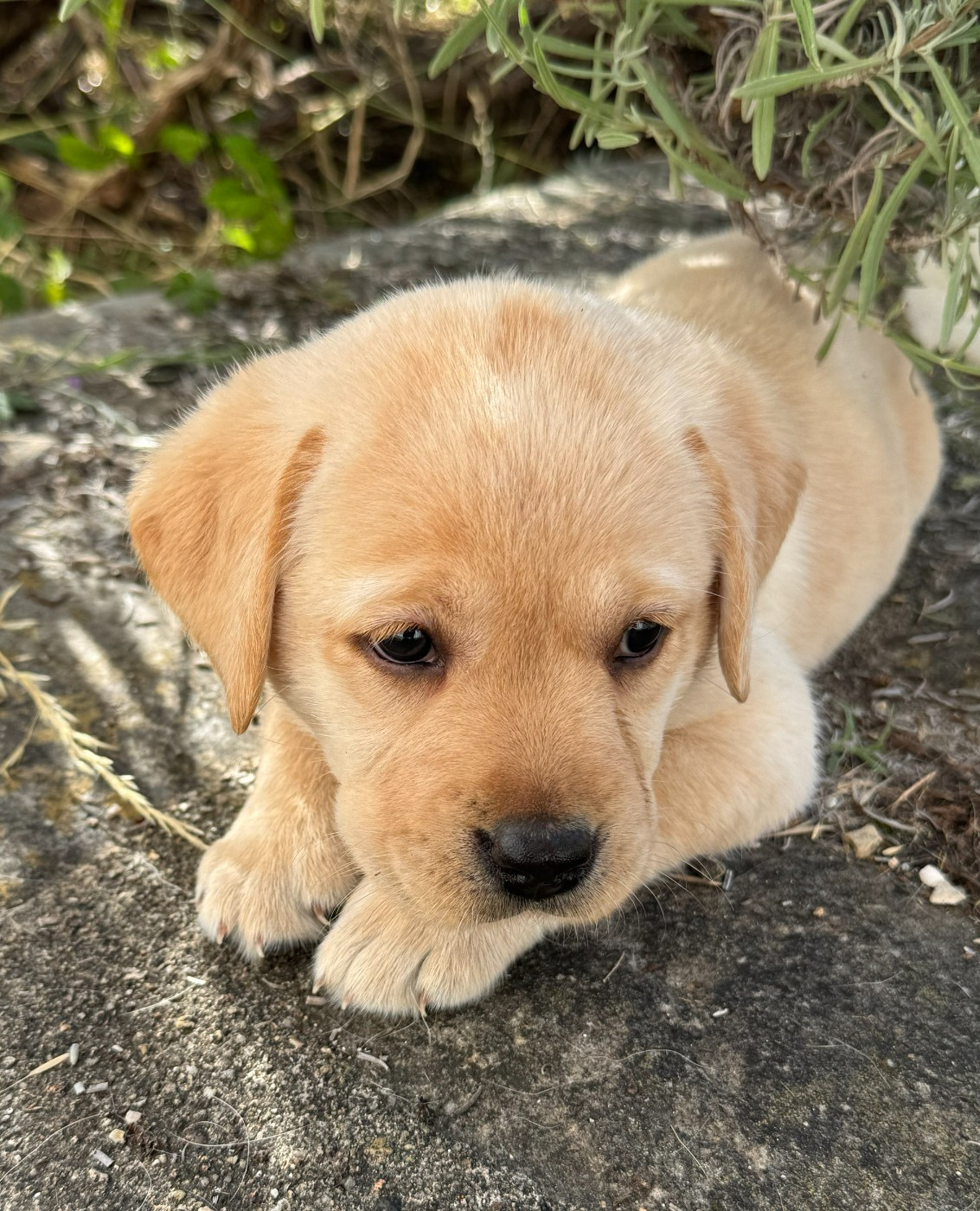 Des Etangs De Puisaye - Chiots disponibles - Labrador Retriever